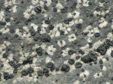 Het kiezeloogje vormt zwarte puntjes op een grijzige korst met witte veldjes. Dit exemplaar vormt ook apotheciën naast de fijne zwarte pycnidiën (de eigenlijke 'oogjes')