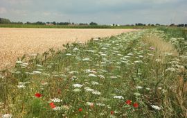 Akkerrand met eenjarige kruiden in de Hoeksche Waard, met onder andere groot akkerscherm, boekweit, klaproos, korenbloem en gele ganzenbloem