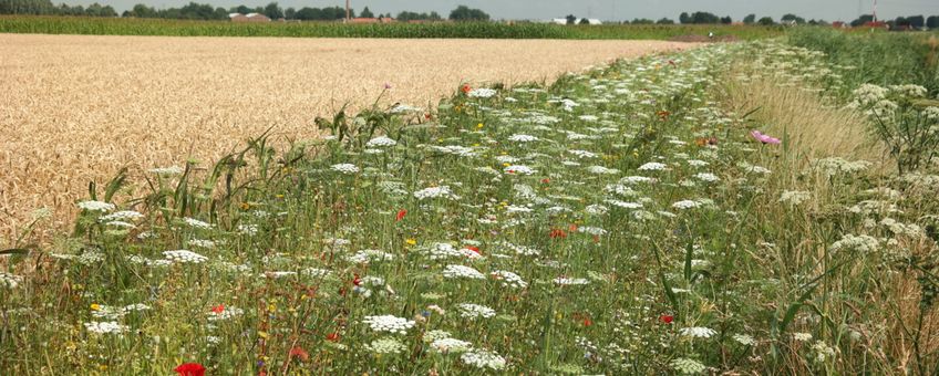 Akkerrand met eenjarige kruiden in de Hoeksche Waard, met onder andere groot akkerscherm, boekweit, klaproos, korenbloem en gele ganzenbloem