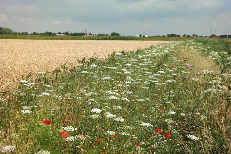 Akkerrand met eenjarige kruiden in de Hoeksche Waard, met onder andere groot akkerscherm, boekweit, klaproos, korenbloem en gele ganzenbloem