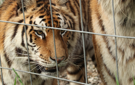 Kerry Branon, IFAW In 2014 coördineerde IFAW een inbeslagname van wilde dieren in New York, waarbij tijgers, leeuwen, beren en wolven betrokken waren