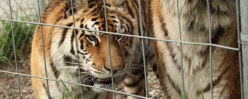 In 2014 coördineerde IFAW een inbeslagname van wilde dieren in New York, waarbij tijgers, leeuwen, beren en wolven betrokken waren