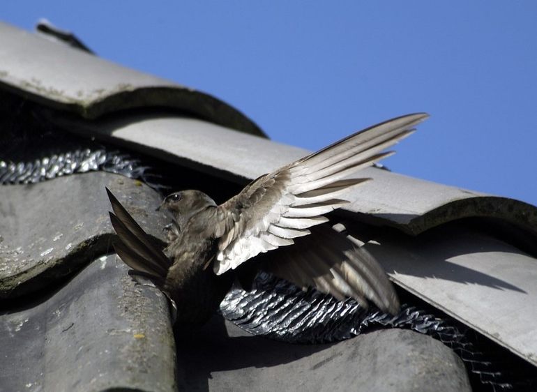 Gierzwaluw op zoek naar wat ruimte onder de dakpannen om te broeden
