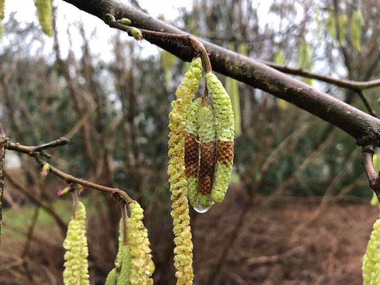 Deels bevroren katjes van de hazelaar (bruine stukken) op 2 februari 2019