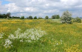 In natuurgebieden liggen relatief veel meetnetroutes