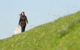 Nestaggregatie bijen