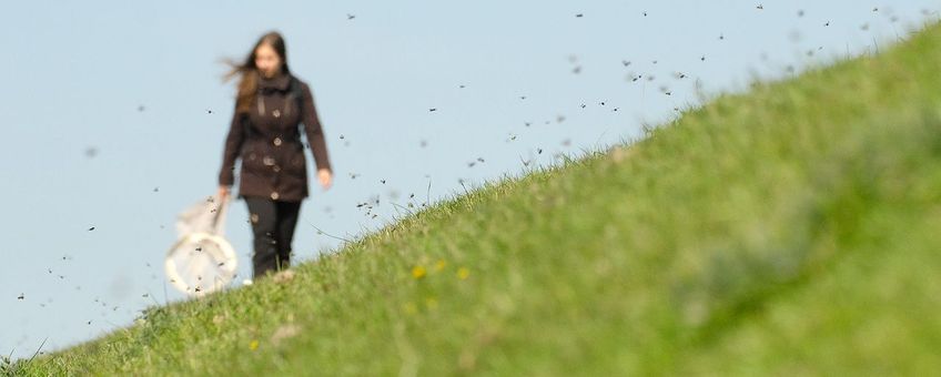 Nestaggregatie bijen