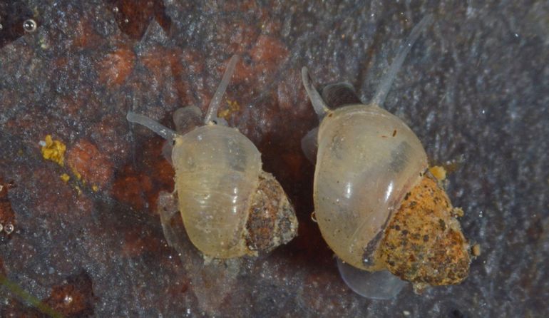 Getijdeslakjes. Twee bijna volgroeide exemplaren kruipend op een dood wilgenblad. Op de oudere delen van de huisjes is aangroei van modder zichtbaar