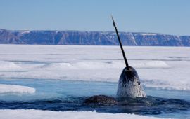 Paul Nicklen / National Geographic Stock / WWF-Canada