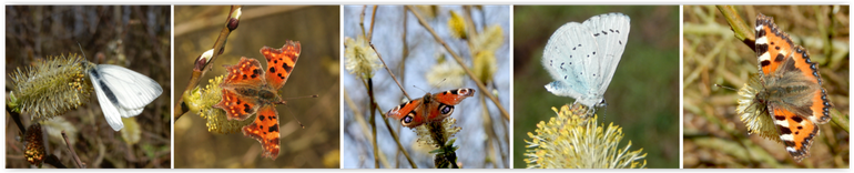 Enkele voorjaarsvlinders op wilg: v.l.n.r. klein geaderd witje, gehakkelde aurelia, dagpauwoog, boomblauwtje & kleine vos