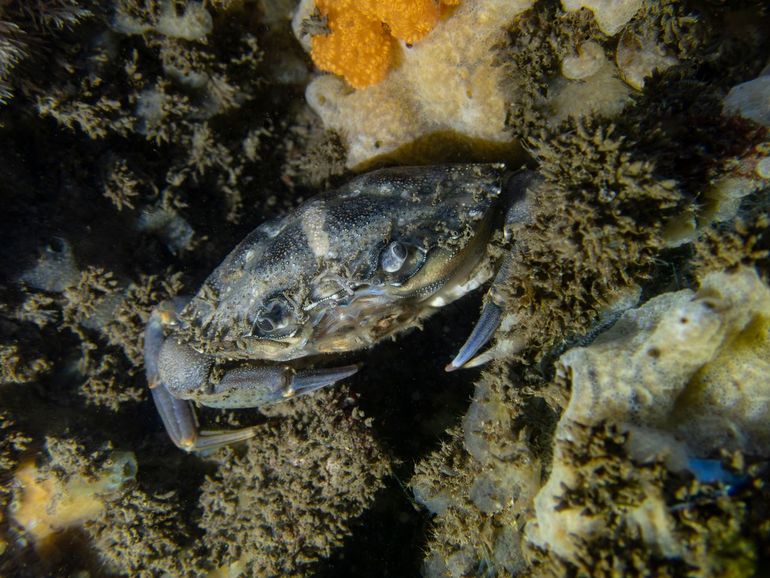 De Strandkrab (Carcinus maenas) heeft de kokers en kreeftjes wel al als voedsel ontdekt. Maar is dat voldoende om weer evenwicht te krijgen?