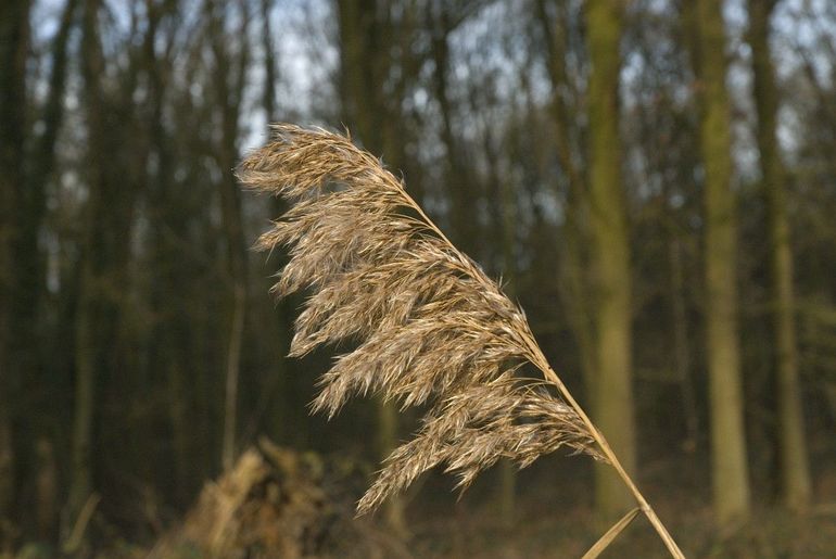 Riet is een echte oeverplant