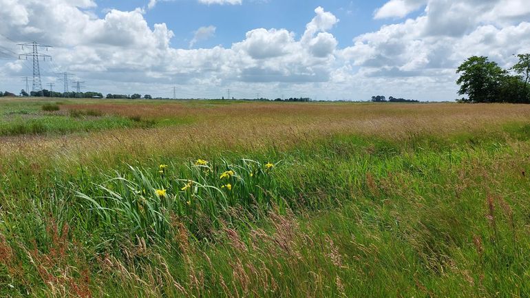 Het gebied de Rotstergaaster wallen is in 2013 uitgeroepen tot wasplatenreservaat