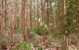 Eric Ofori A teak plantation in the Kumawu Forest District of the Forest Services Division of the Forestry Commission of Ghana. The plantation lacks forest structure and composition, and hence, the capacity to provide the full bundle of ecosystem services or non-timber forest products for forest fringe communities. The lack of understory does not provide the necessary protection and habitat for wildlife animals (quadrupeds in particular).