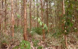 A teak plantation in the Kumawu Forest District of the Forest Services Division of the Forestry Commission of Ghana. The plantation lacks forest structure and composition, and hence, the capacity to provide the full bundle of ecosystem services or non-timber forest products for forest fringe communities. The lack of understory does not provide the necessary protection and habitat for wildlife animals (quadrupeds in particular).