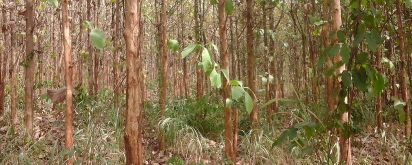 A teak plantation in the Kumawu Forest District of the Forest Services Division of the Forestry Commission of Ghana. The plantation lacks forest structure and composition, and hence, the capacity to provide the full bundle of ecosystem services or non-timber forest products for forest fringe communities. The lack of understory does not provide the necessary protection and habitat for wildlife animals (quadrupeds in particular).