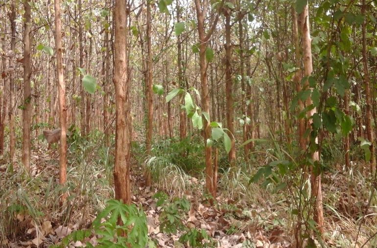 A teak plantation in the Kumawu Forest District of the Forest Services Division of the Forestry Commission of Ghana. The plantation lacks forest structure and composition, and hence, the capacity to provide the full bundle of ecosystem services or non-timber forest products for forest fringe communities. The lack of understory does not provide the necessary protection and habitat for wildlife animals (quadrupeds in particular). 