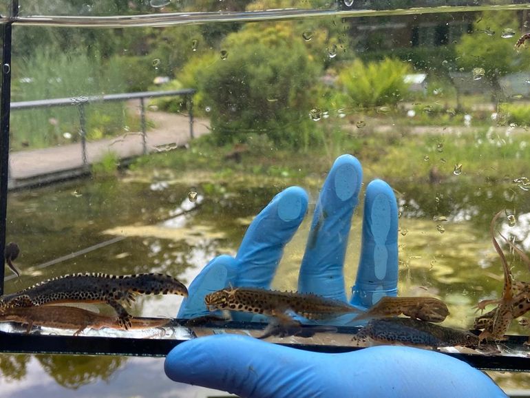 Watersalamanders in Leidse Hortus