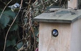 Paartje pimpelmeesjes bij nestkast op 7 januari 2014