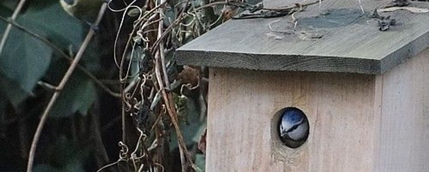 Paartje pimpelmeesjes bij nestkast op 7 januari 2014