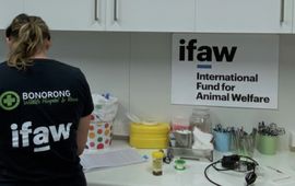 Door IFAW gesponsorde dierenarts in het Bonorong Wildlife Hospital