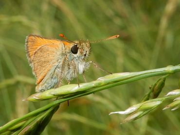 Wat maakt een leefgebied geschikt voor het geelsprietdikkopje?