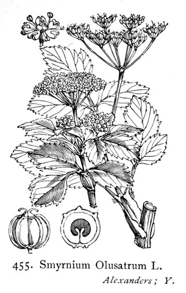 Zwartmoeskervel