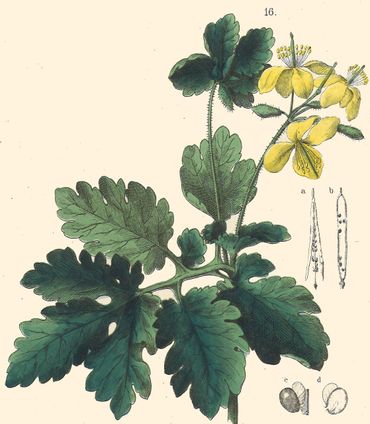 Stinkende gouwe in de Flora van Nederland, 1869