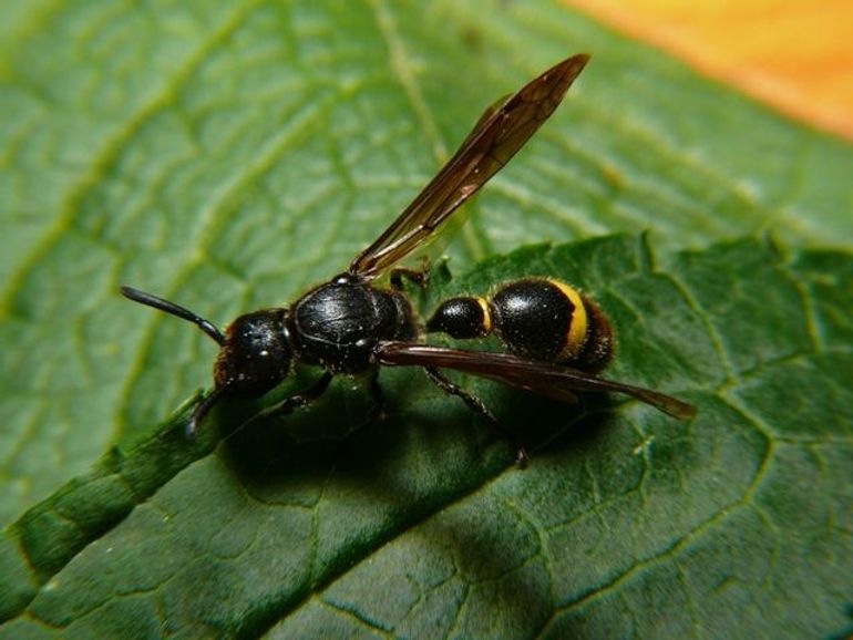 De plooivleugelwesp Discoelius zonalis, de gastheer van de goudwesp Chrysis equestris