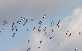 Jan Nijendijk, Saxifraga Vanellus vanellus. Kievit