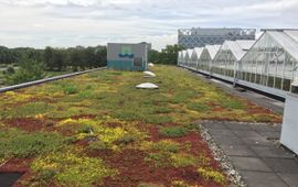 Groendak op een gebouw van Wageningen Environmental Research