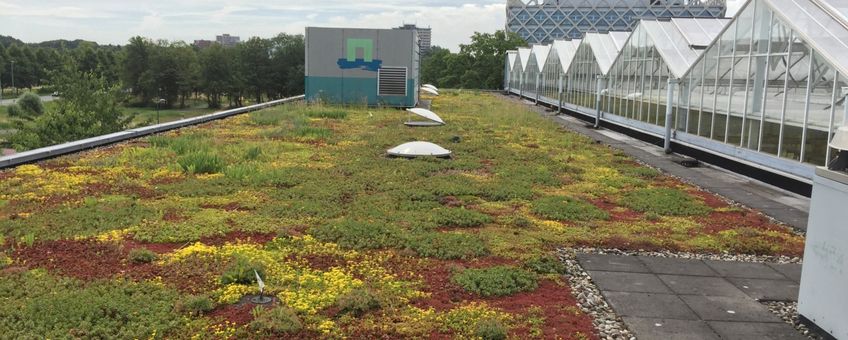 Groendak op een gebouw van Wageningen Environmental Research