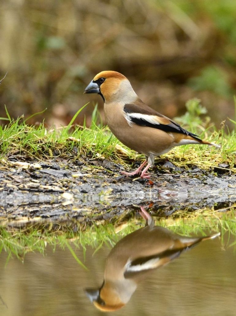 Vanaf eind september komen appelvinken uit noordelijke streken naar Nederland