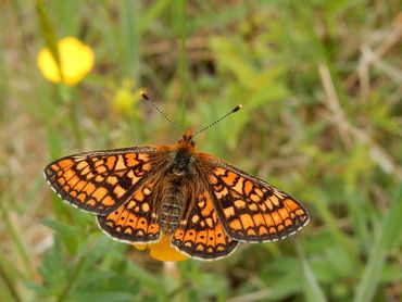 Focus species play a role in the new nature restoration law, Marsh Fritillary (Euphydryas aurinia)