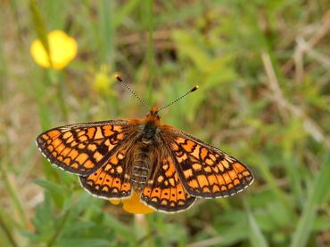 De natuurherstelwet heeft niet alleen betrekking op gebieden, maar ook op soorten zoals hier een moerasparelmoervlinder