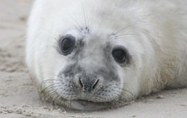 Bart Vastenhouw, Saxifraga Grijze zeehond, Halichoerus grypus 2,