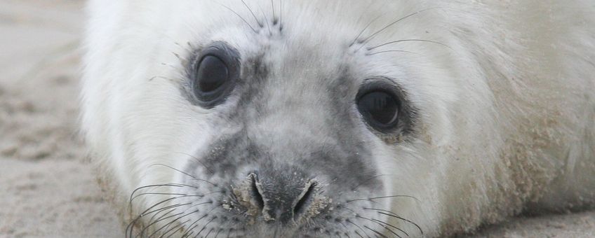 Grijze zeehond, Halichoerus grypus 2,