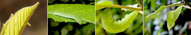 De cyclus van de citroenvlinder, v.l.n.r.: eitje, rups, verpoppende rups & pop