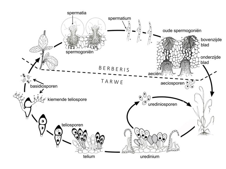  Levenscyclus van Zwarte roest (Puccinia graminis) met de vijf in de tekst beschreven sporenvormen. Zwarte roest heeft Tarwe en Zuurbes (Berberis) als waardplanten. In de levenscyclus van Meidoorn-jeneverbesroest komt Jeneverbes in plaats van Tarwe en Lijsterbes in plaats van Berberis en worden urediniosporen niet gevormd