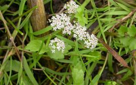 Apium repens. Kruipend moerasscherm