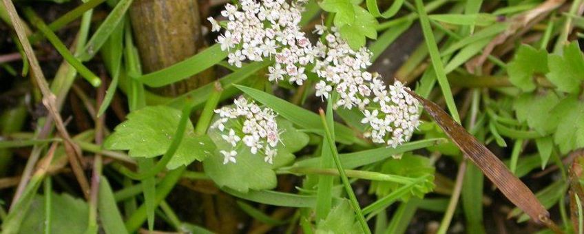 Apium repens. Kruipend moerasscherm