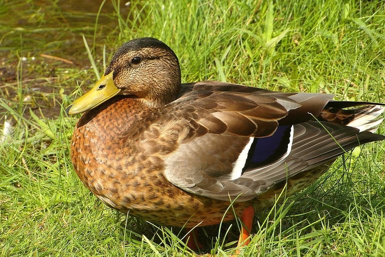 De gele snavel verraadt dat dit een woerd is en geen vrouwtje!