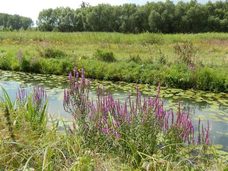 Kleurige oevers zijn niet alleen goed voor biodiversiteit, maar zijn ook gewoon mooi voor passanten
