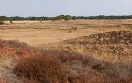 Kars Veling Kootwijkerzand - primair