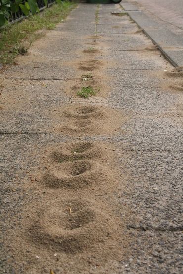 Typische nestuitgangen met veel opgewerkt zand