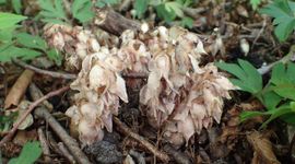 Krzysztof Ziarnek, Wikimedia Bleke schubwortel