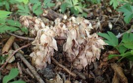 Krzysztof Ziarnek, Wikimedia Bleke schubwortel