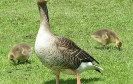 Grauwe gans met jongen. Foto: Sannse, GNU-licentie