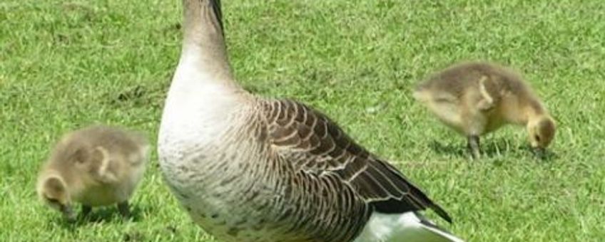 Grauwe gans met jongen. Foto: Sannse, GNU-licentie