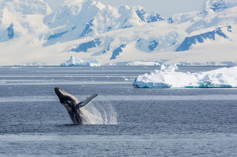 Bultrug in Antarctica